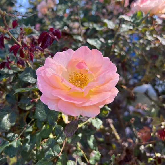 Meet your Posher, Stephanie - Picture 1 of 1